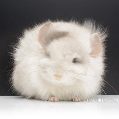 Royal Persian Angora Chinchilla Tan White Mosaic Extreme Long Furred Type